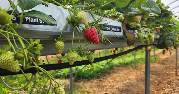 Inside an iwi’s fast-growing berry enterprise