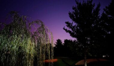Purple aurora glow with trees in the foreground.