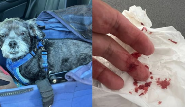 Auckland councillor bitten by dog while protecting pet