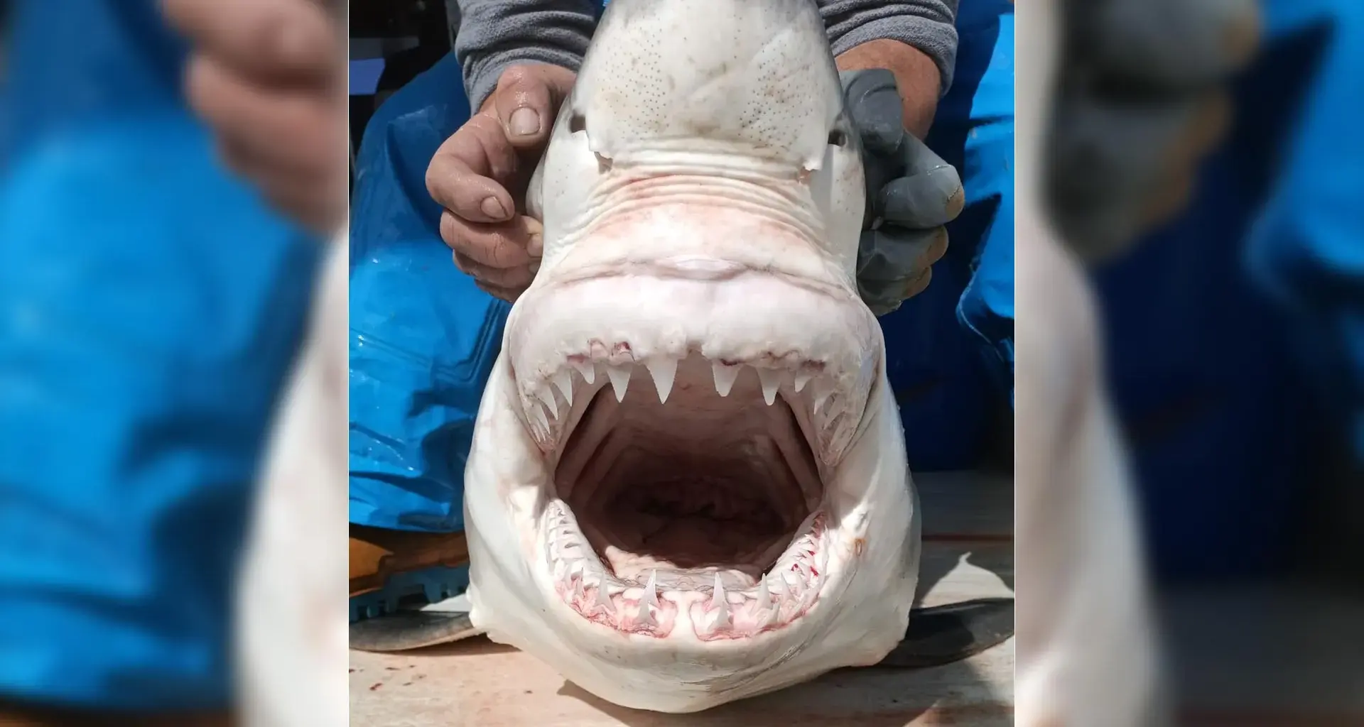 A “ghost” great white shark just reignited a Mediterranean mystery