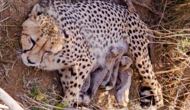Namibian cheetah Jwala gave birth to five cubs at Madhya Pradesh’s Kuno National Park. Photo: X / @byadavbjp