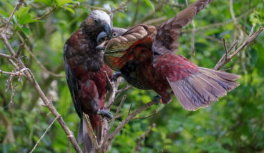 Destructive, screeching kākā win back Wellington