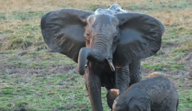 NZ woman's death in elephant trampling ruled 'misadventure'