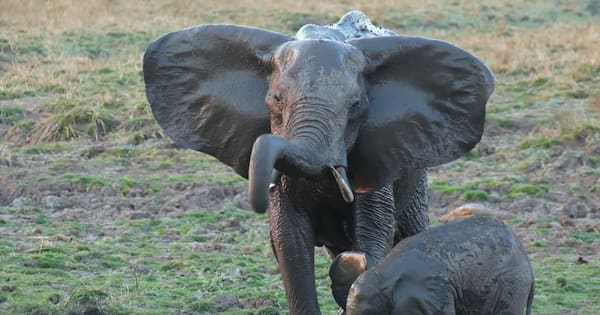 NZ woman's death in elephant trampling ruled 'misadventure'