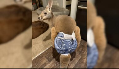 'Denim-Diaper' Wearing Kangaroo On The Run After Escaping Wisconsin Petting Zoo