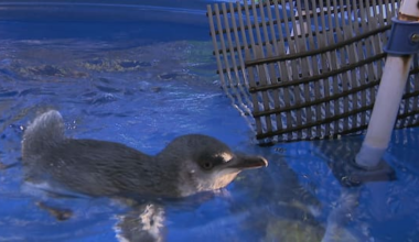 Kororā chicks found malnourished and dead in Waiheke nesting boxes