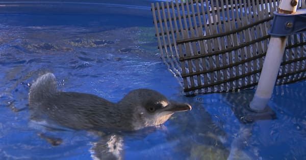 Kororā chicks found malnourished and dead in Waiheke nesting boxes