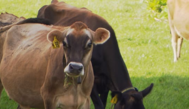 Live export ban won't be overturned this term