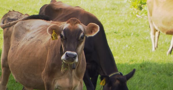 Live export ban won't be overturned this term