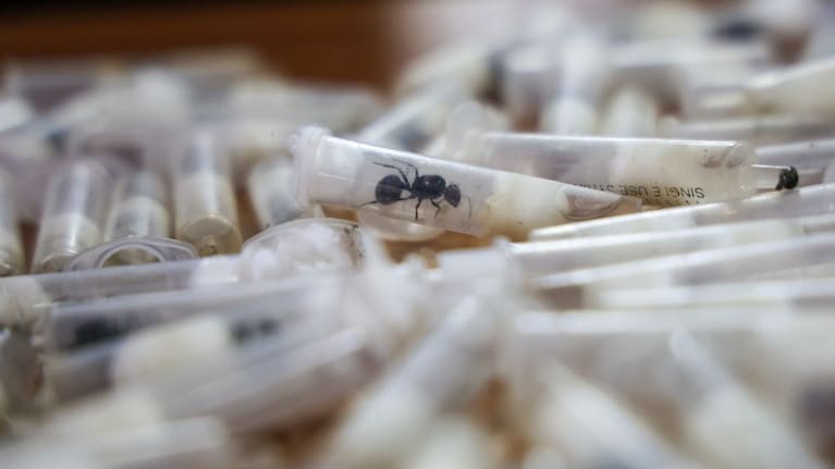 Live queen garden ants are exhibited in court.