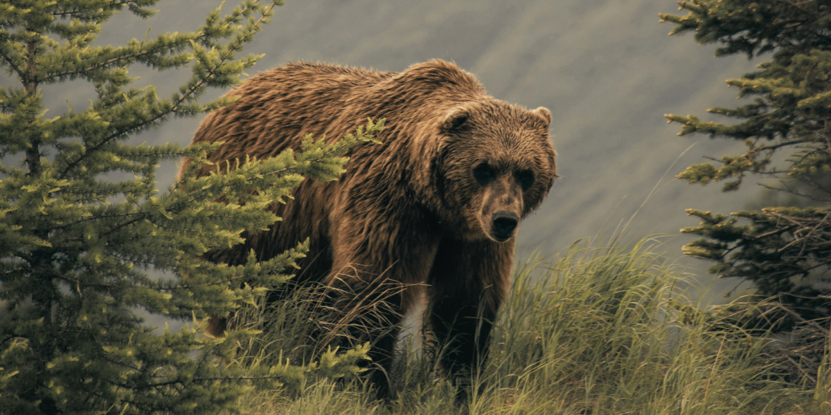 Literary Hub » Why So Many Women Are Writing About Bears