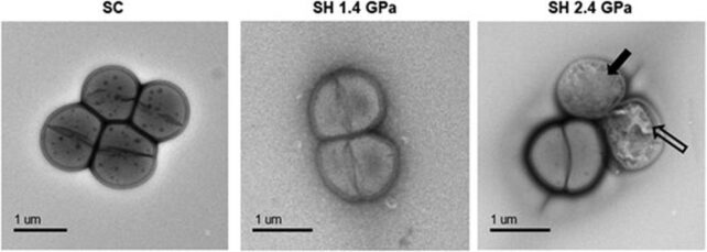 Extreme Microbes Can Survive The Journey Between Planets, Experiments Show