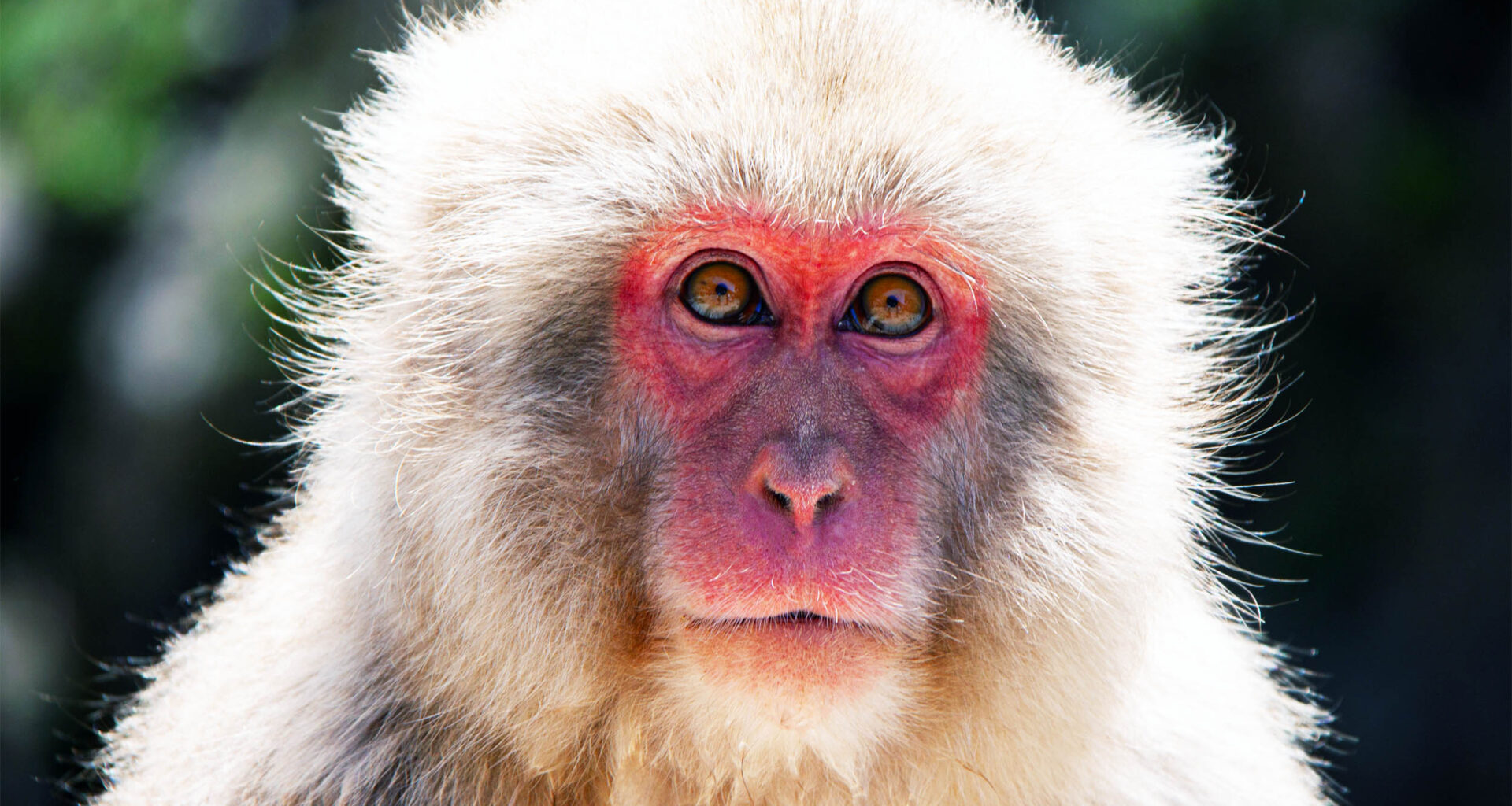 Macaques have a special ability thought to be uniquely human