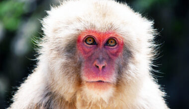 Macaques have a special ability thought to be uniquely human