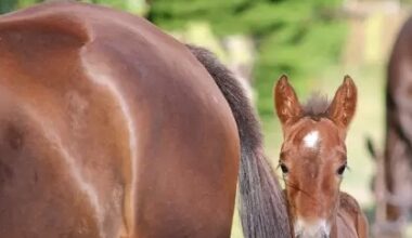 New Zealand records first breeding increase in 8 seasons
