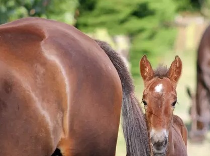 New Zealand records first breeding increase in 8 seasons