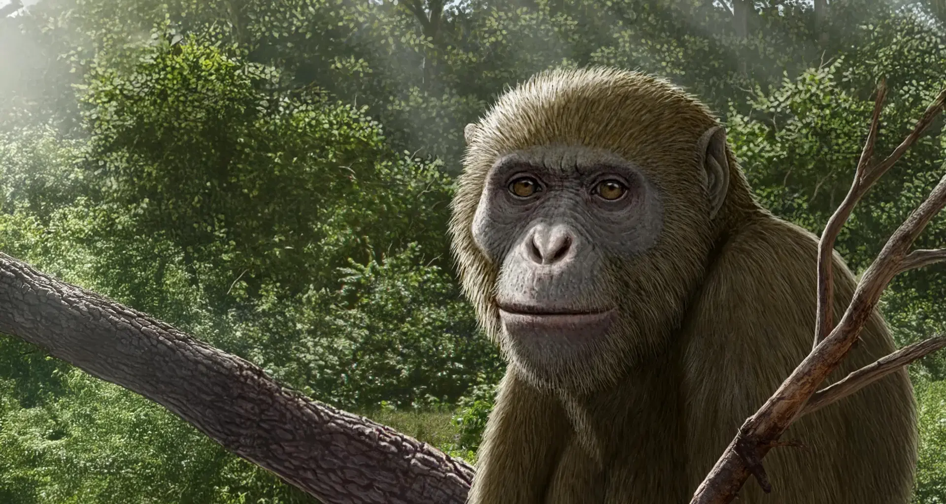 Scientists say we’ve been looking in the wrong place for human origins