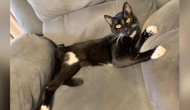 Christchurch man broke cat's teeth with pliers