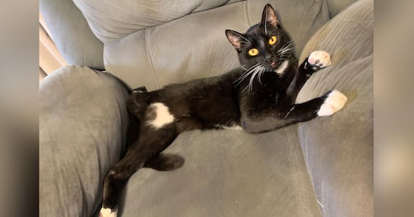 Christchurch man broke cat's teeth with pliers