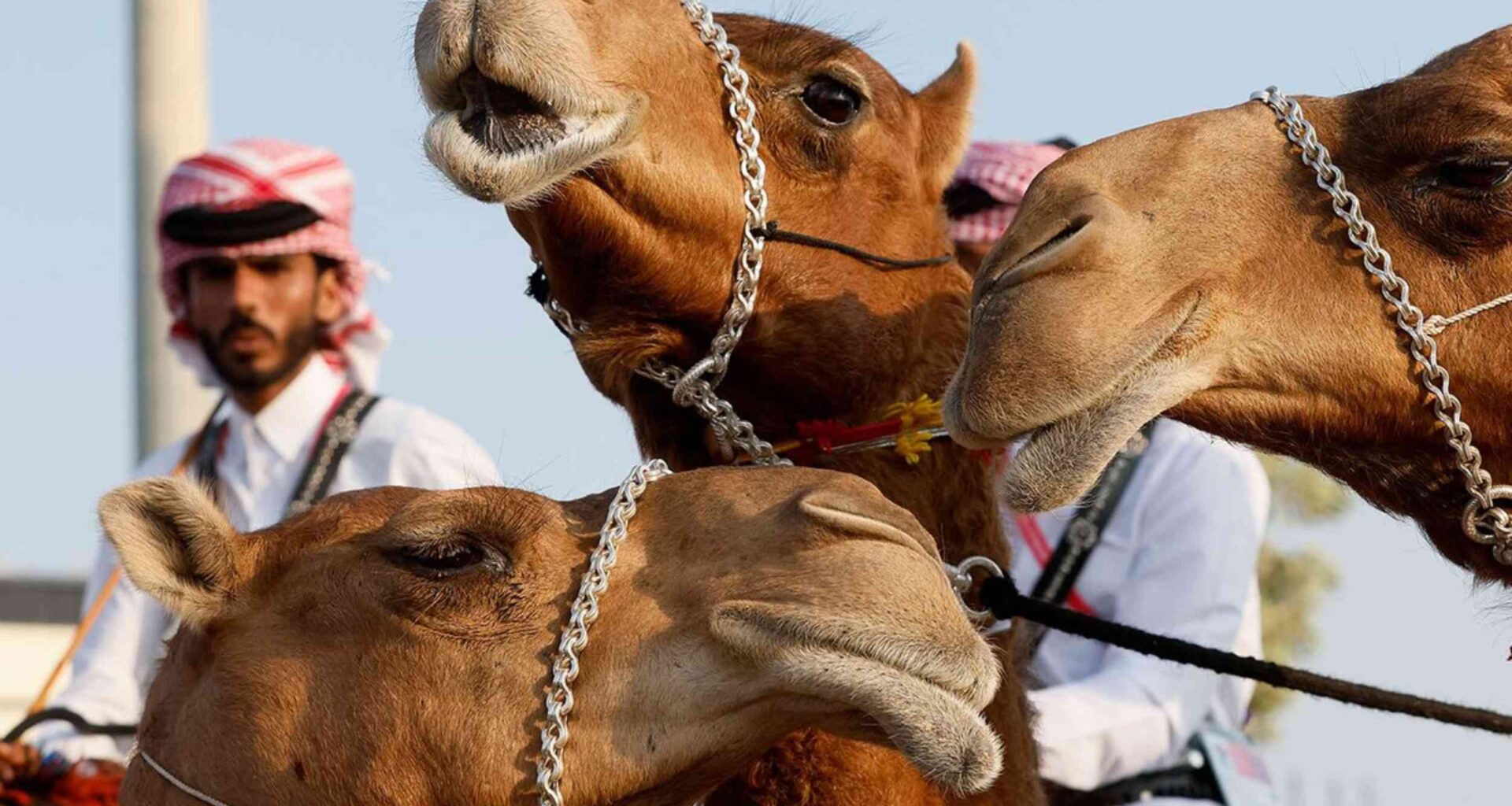 First signs found of MERS transmission from camels to humans