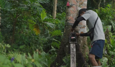 Pacific Island in battle to bring rare bird from brink of extinction