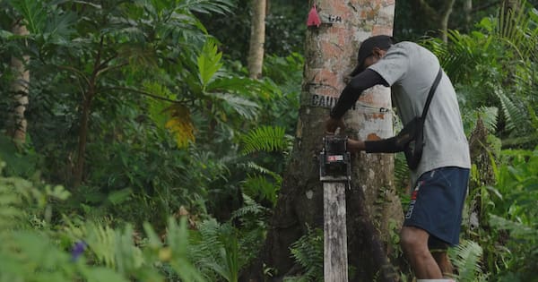 Pacific Island in battle to bring rare bird from brink of extinction
