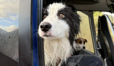 Dog found a week after owner's 55m fall in West Coast bush
