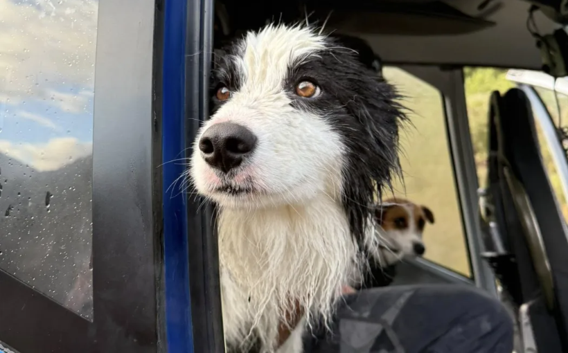 Dog found a week after owner's 55m fall in West Coast bush