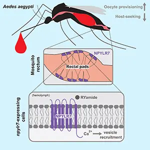 Neuropeptide Y-related pathways regulate feeding in many animals, and loss of neuropeptide Y-like receptor 7 (NPYLR7) in the mosquito gut disrupts host-seeking regulation in Aedes aegypti. Credit: Current Biology