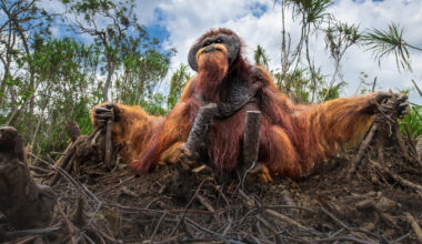 See the Winners of The Nature Photography Contest 2025