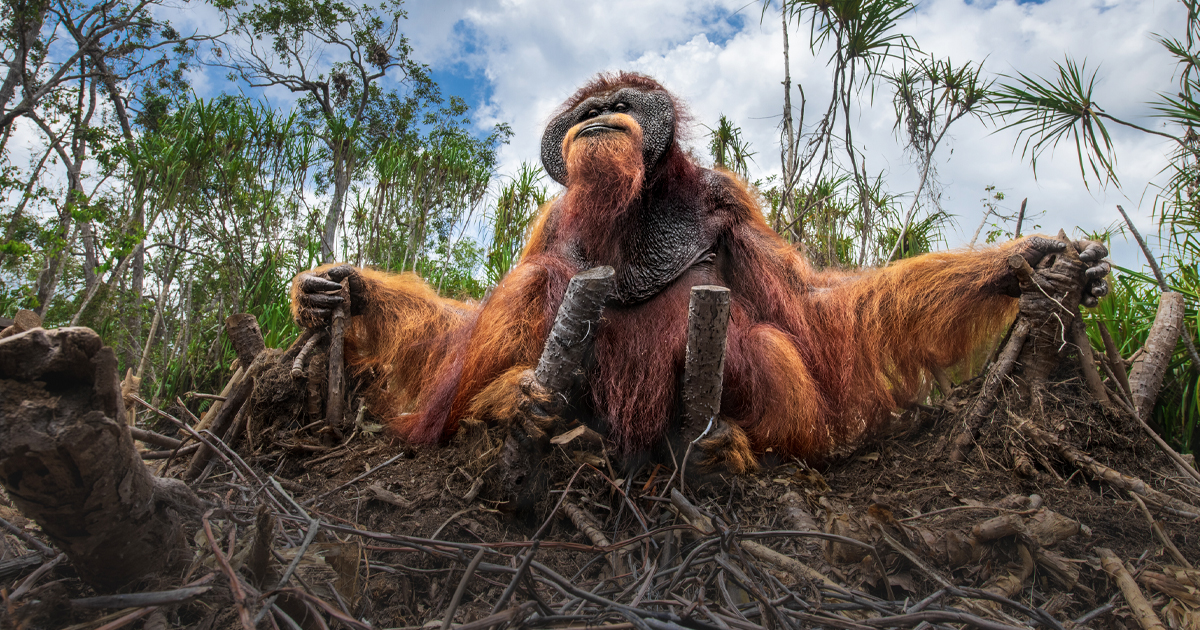 See the Winners of The Nature Photography Contest 2025