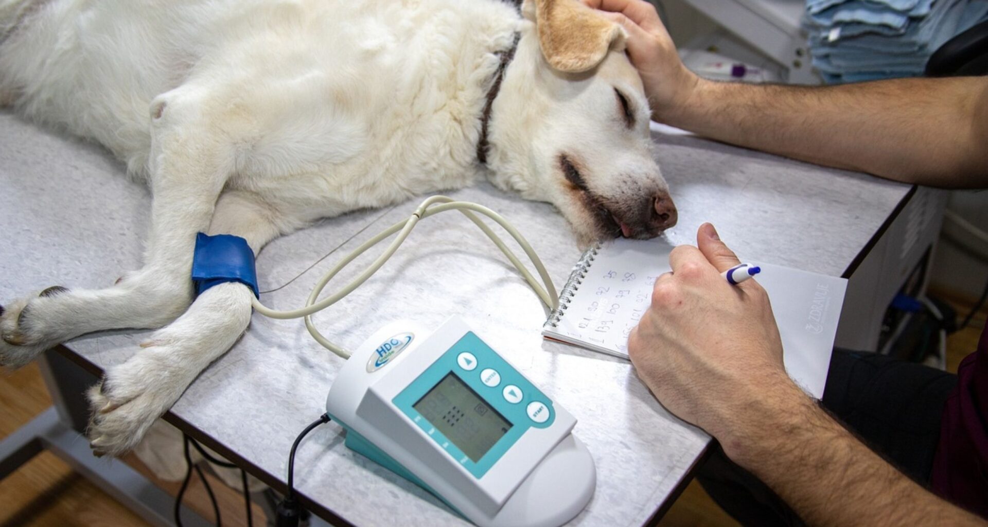 New bacterium discovered in U.S. dogs is transmitted by ticks