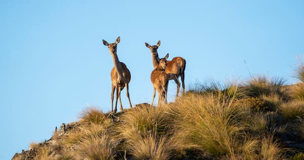 Wild deer increase 'worst it's ever been': Call to involve public