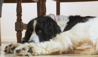 Why the country's only canine blood bank may be shuttered