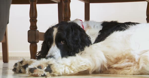 Why the country's only canine blood bank may be shuttered