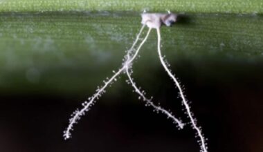 Newly Discovered Species Of Spider In The Ecuadorean Amazon Mimics A Fungus