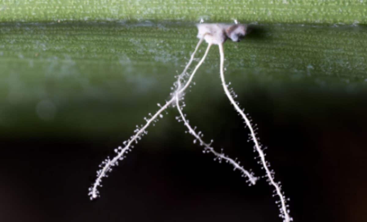 Newly Discovered Species Of Spider In The Ecuadorean Amazon Mimics A Fungus
