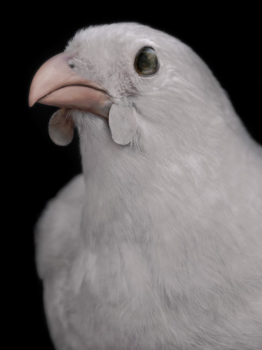 A North Island kōkako, dated from 1883 and housed in the collection of the Museum of New Zealand Te Papa Tongarewa, Wellington.