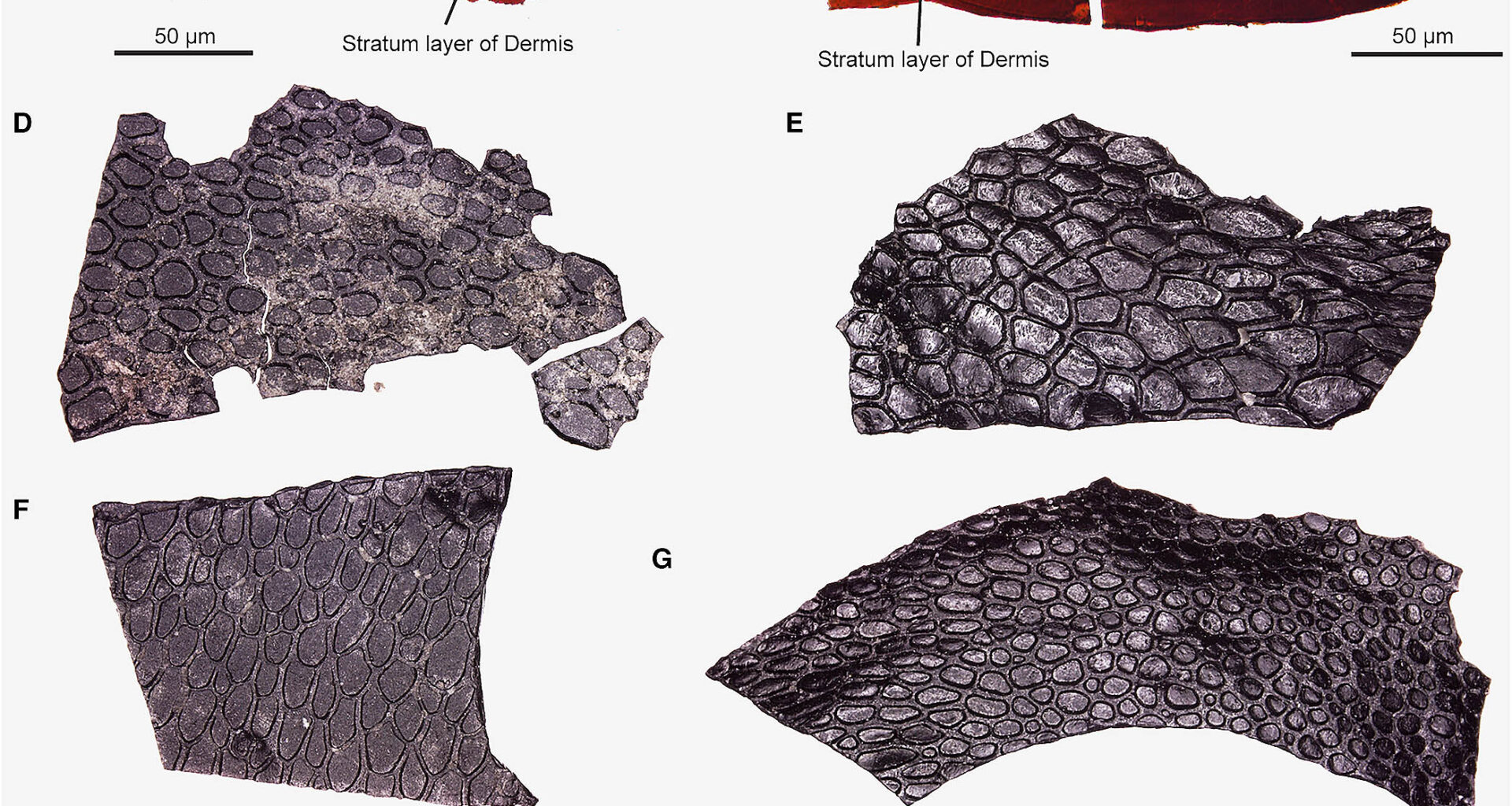 Scientists search a cave and find the oldest fossilized skin to date