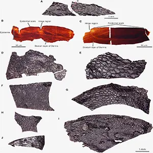(A) Photograph of the external surface of the skin with a red line indicating the location of the histological cut. (B and C) Histological cross-section through flat, epidermal scales of the skin cast. (D–J) Surface of negative relief impressions of skin, showing significant variation in the external morphology, pattern, and distribution of epidermal scales. Credit: Current Biology