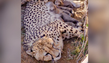 Cheetah Count Hits 53 After Jwala Gives Birth To 5 Cubs In Madhya Pradesh's Kuno