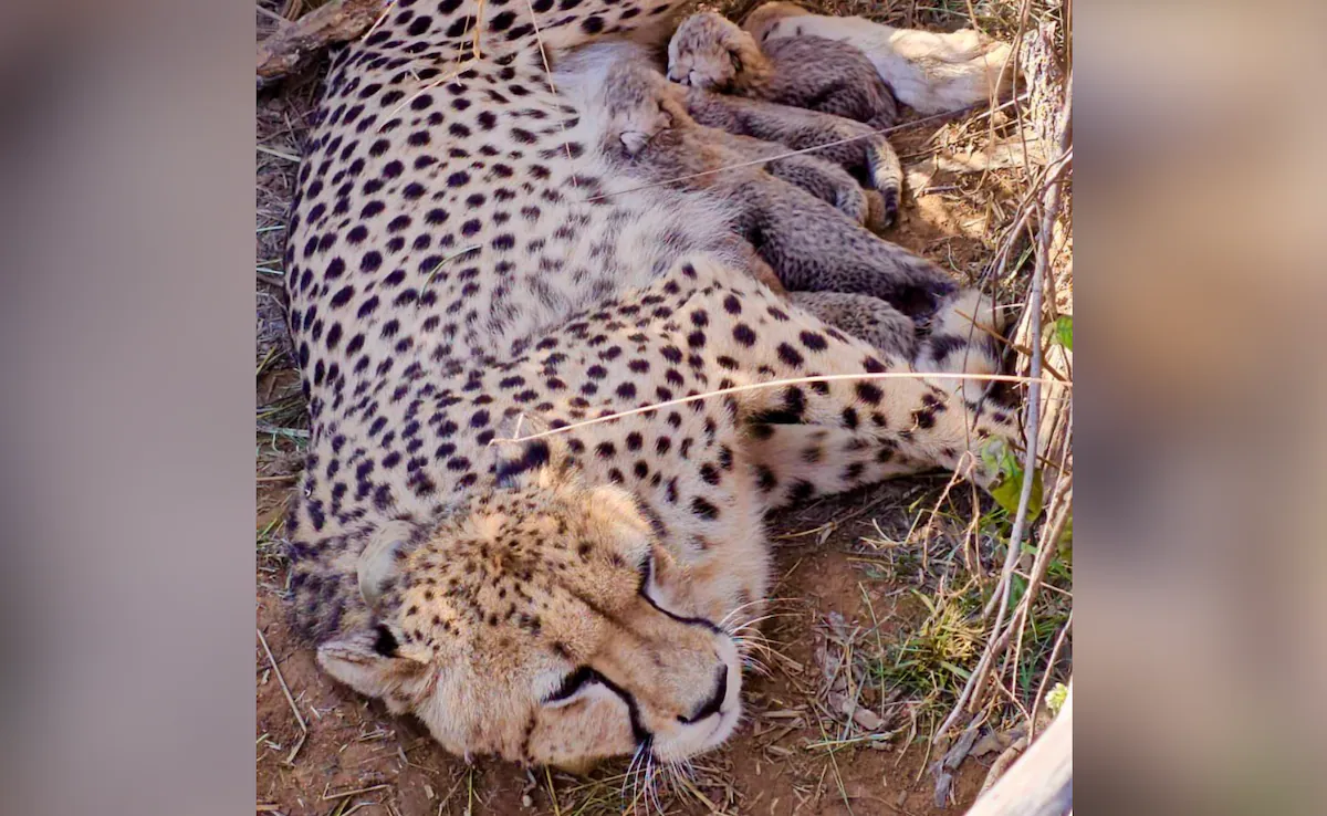 Cheetah Count Hits 53 After Jwala Gives Birth To 5 Cubs In Madhya Pradesh's Kuno