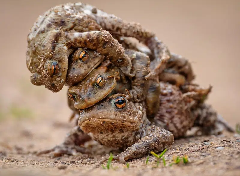 Outtakes From the Nikon Comedy Wildlife Awards