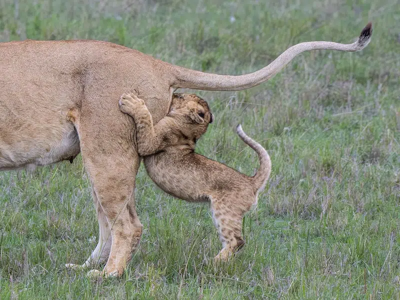 Outtakes From the Nikon Comedy Wildlife Awards