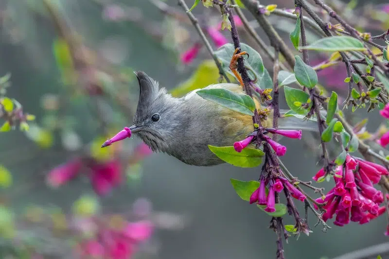 Outtakes From the Nikon Comedy Wildlife Awards