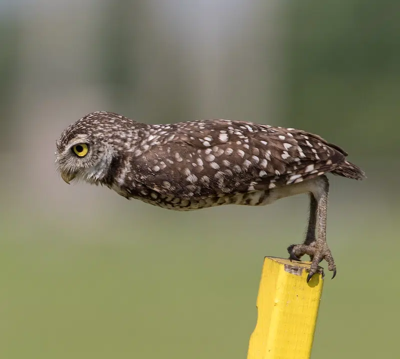 Outtakes From the Nikon Comedy Wildlife Awards