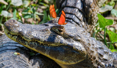 Nikon Comedy Wildlife Awards Reveals Unseen Outtakes