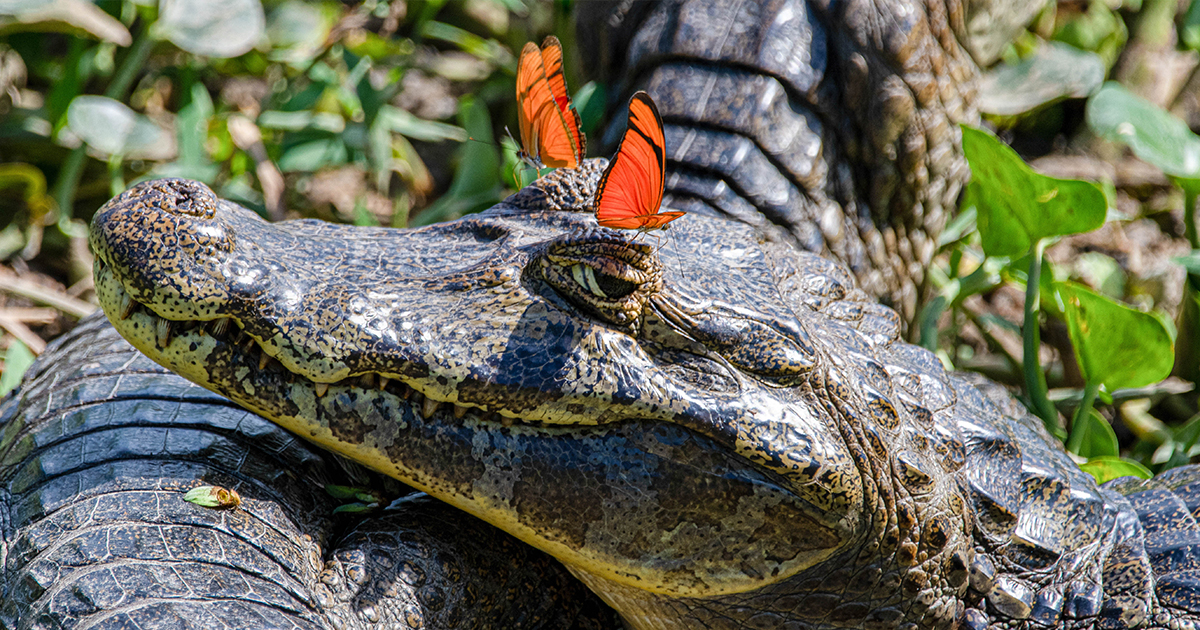 Nikon Comedy Wildlife Awards Reveals Unseen Outtakes