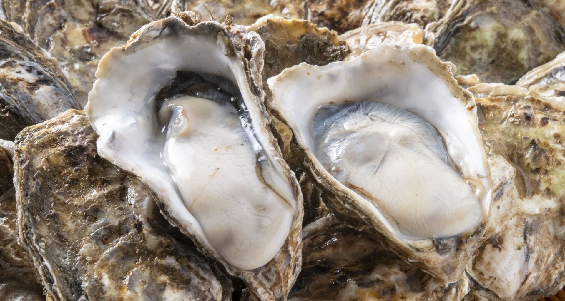Oyster microbes may help build shells in a changing ocean