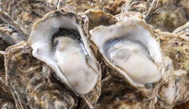 Oyster microbes may help build shells in a changing ocean